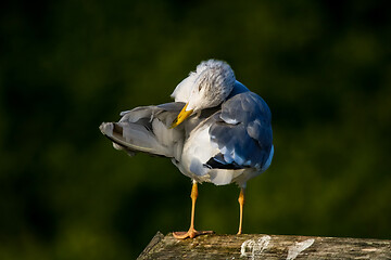 Image showing Seagull clear wings against natural green background.