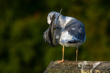 Image showing Seagull clear wings against natural green background.