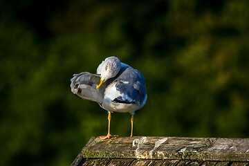 Image showing Seagull clear wings against natural green background.