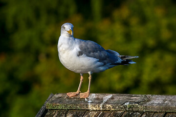 Image showing Seagull standing against natural green background.