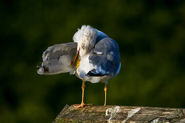 Image showing Seagull clear wings against natural green background.