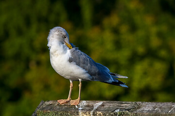 Image showing Seagull clear wings against natural green background.