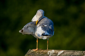 Image showing Seagull clear wings against natural green background.