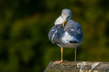 Image showing Seagull clear wings against natural green background.