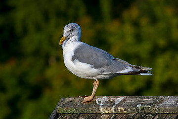 Image showing Seagull standing against natural green background.