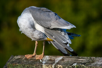 Image showing Seagull clear wings against natural green background.