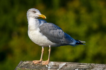 Image showing Seagull standing against natural green background.