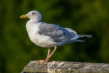 Image showing Seagull standing against natural green background.