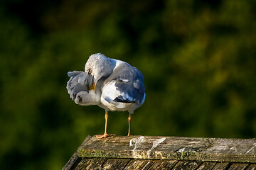 Image showing Seagull clear wings against natural green background.