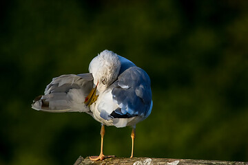 Image showing Seagull clear wings against natural green background.