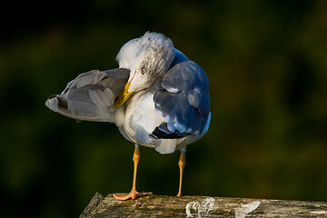 Image showing Seagull clear wings against natural green background.