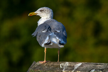 Image showing Seagull standing against natural green background.