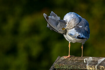 Image showing Seagull clear wings against natural green background.