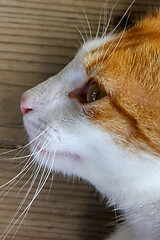 Image showing Portrait of red and white cat.