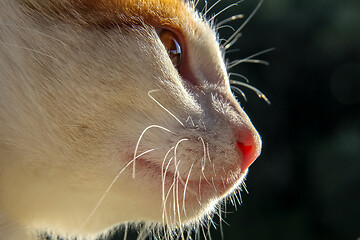 Image showing Portrait of red and white cat.