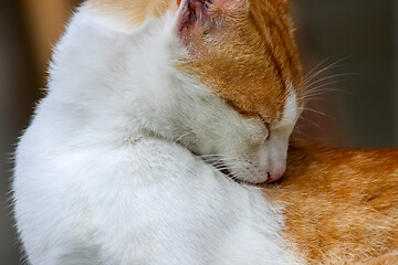 Image showing Red and white cat lying.