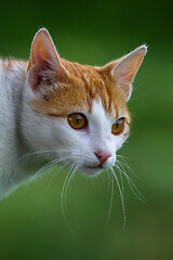 Image showing Portrait of red and white cat.