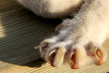 Image showing Cats paw with sharp nails.