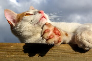 Image showing Red and white lying cat.