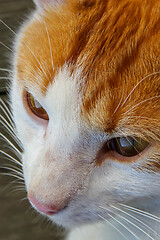 Image showing Portrait of red and white cat.