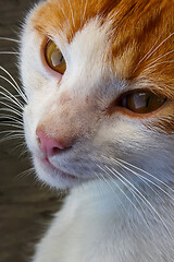 Image showing Portrait of red and white cat.