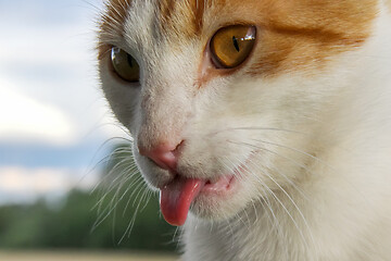 Image showing Portrait of red and white cat.