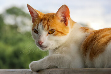 Image showing Red and white cat in nature.