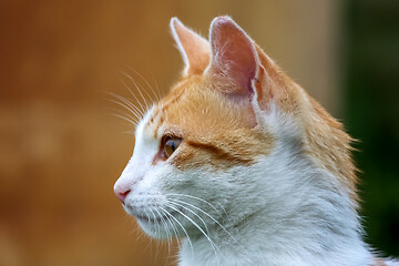 Image showing Portrait of red and white cat.