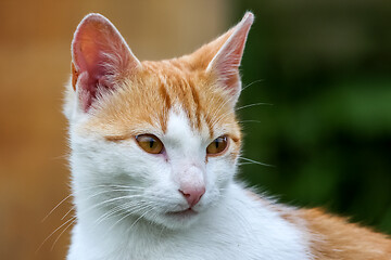 Image showing Portrait of red and white cat.
