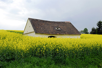 Image showing Rape field