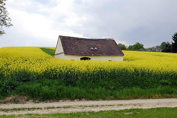 Image showing Rape field