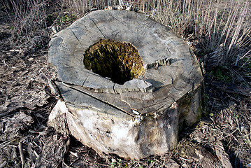 Image showing old poplar stump