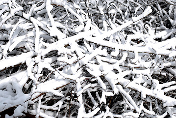 Image showing branches of trees in the snow