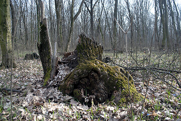 Image showing broken stump covered with green moss