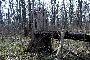 Image showing broken tree in the forest on a background of trees