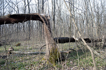 Image showing broken tree in the forest