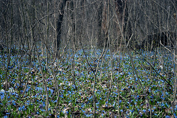 Image showing snowdrops in the forest