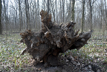 Image showing tree root torn from the ground