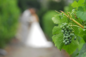 Image showing Grapes