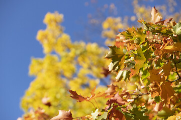 Image showing Autumn in Norway