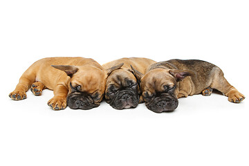 Image showing cute french bulldog puppies sleeping