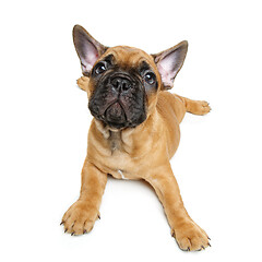 Image showing cute french bulldog puppy