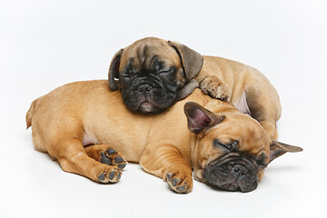 Image showing cute french bulldog puppies sleeping