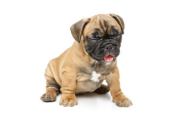 Image showing cute french bulldog puppy