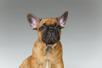 Image showing cute french bulldog puppy