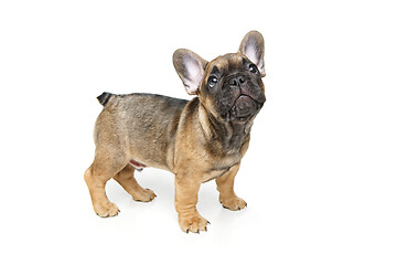 Image showing cute french bulldog puppy