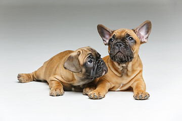 Image showing cute french bulldog puppies