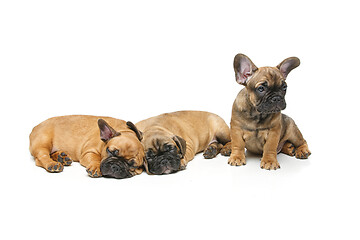 Image showing cute french bulldog puppies sleeping