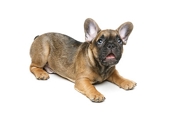 Image showing cute french bulldog puppy