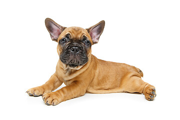 Image showing cute french bulldog puppy